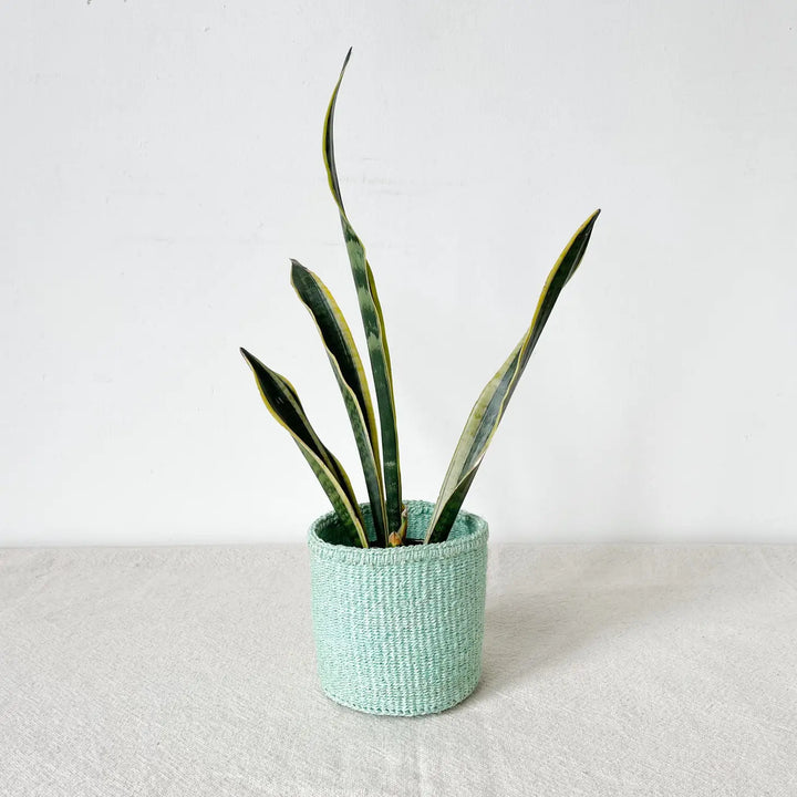 MINT STORAGE/PLANTER  BASKET